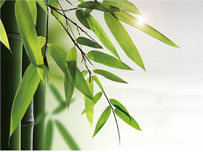 principales esfuerzos conjuntos Para promover el desarrollo La industria del bambú